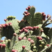 Opuntia streptacantha - Photo 由 Iván Reséndiz Cruz 所上傳的 (c) Iván Reséndiz Cruz，保留所有權利