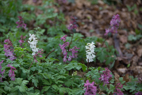 Hollowroot