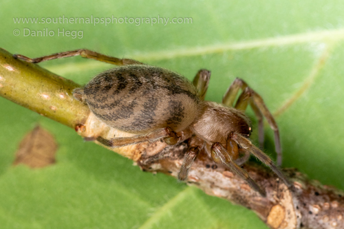 White sac spider