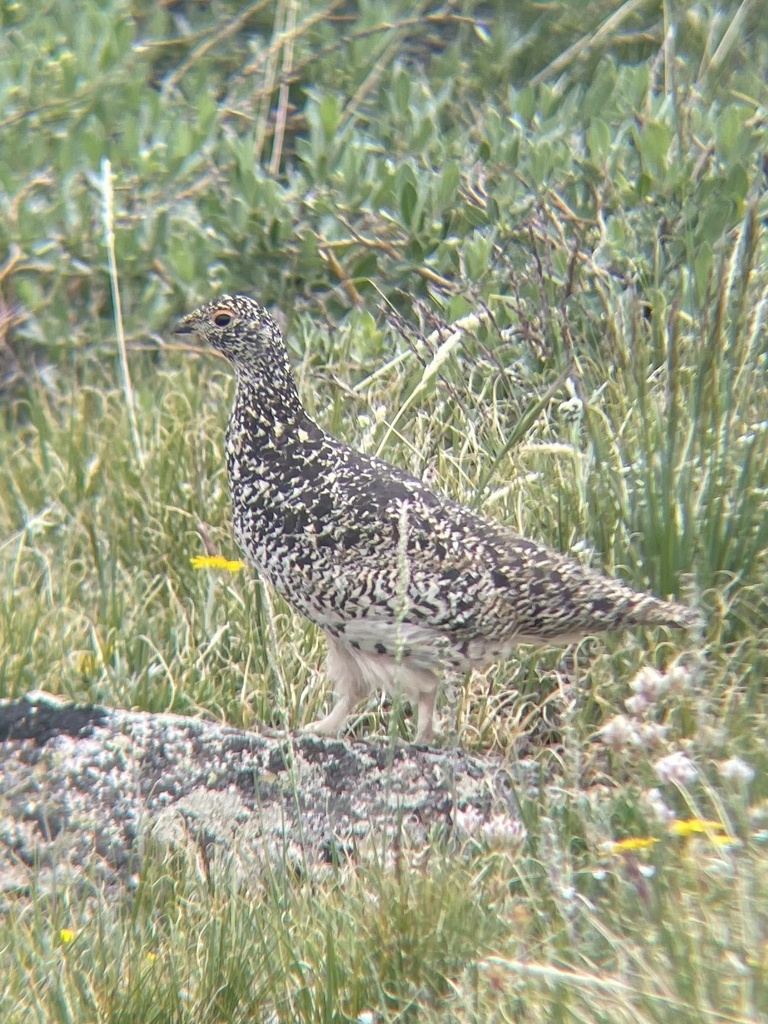 White-tailed Ptarmigan from Pike and San Isabel National Forests ...