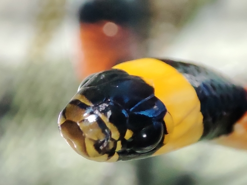 Aesculapian False Coral Snake
