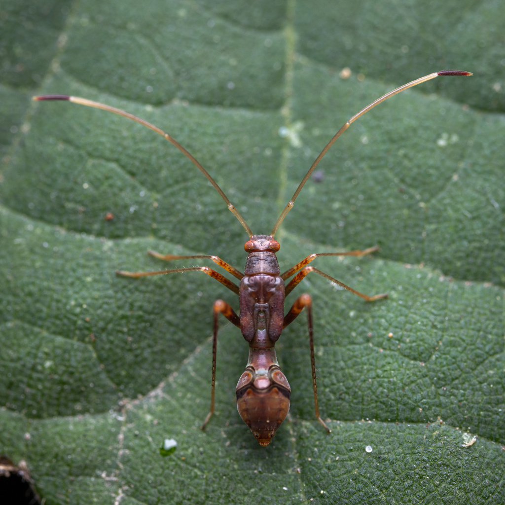 True Bugs from LaBagh Woods, Chicago, IL, US on July 21, 2022 at 0947 AM by birdturntable