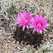 Wright's Nipple Cactus - Photo (c) James N. Stuart, all rights reserved, uploaded by James N. Stuart