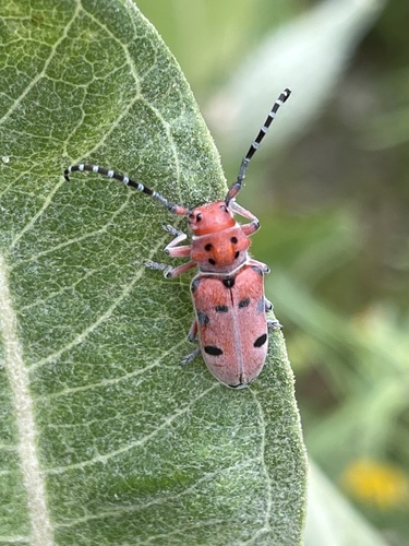 Red-femured Milkweed Borer