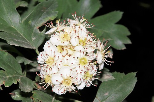 Sakran Hawthorn (Crataegus sakranensis)