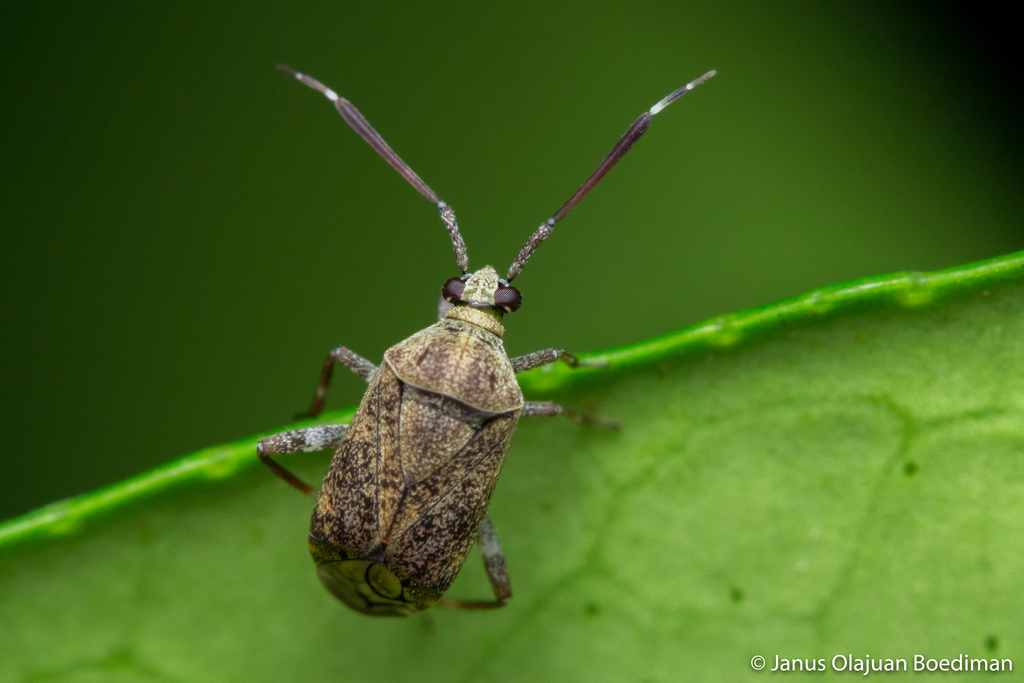 Eurystylus sauteri in April 2021 by Janus Olajuan Boediman · iNaturalist