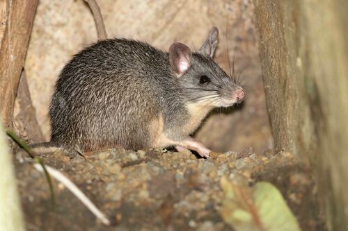 Northern Sulawesi Echiothrix (Echiothrix leucura) — Vulnerable Mammalia