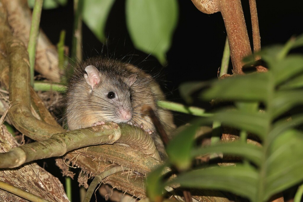 Hoffmann's rat