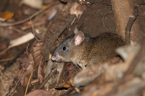Yellow-haired Hill Rat (Bunomys chrysocomus) — Least Concern Mammalia