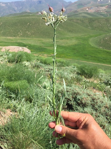 Rindera caespitosa