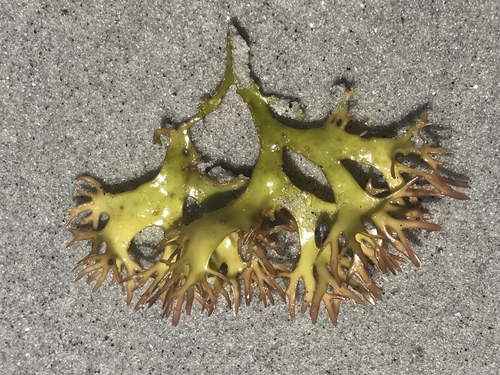 Irish Moss