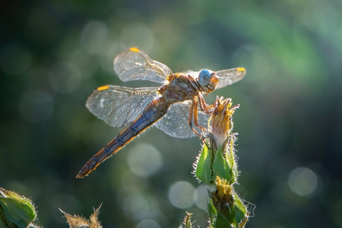 Keeled Skimmer