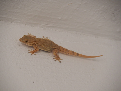 Moorish Gecko
