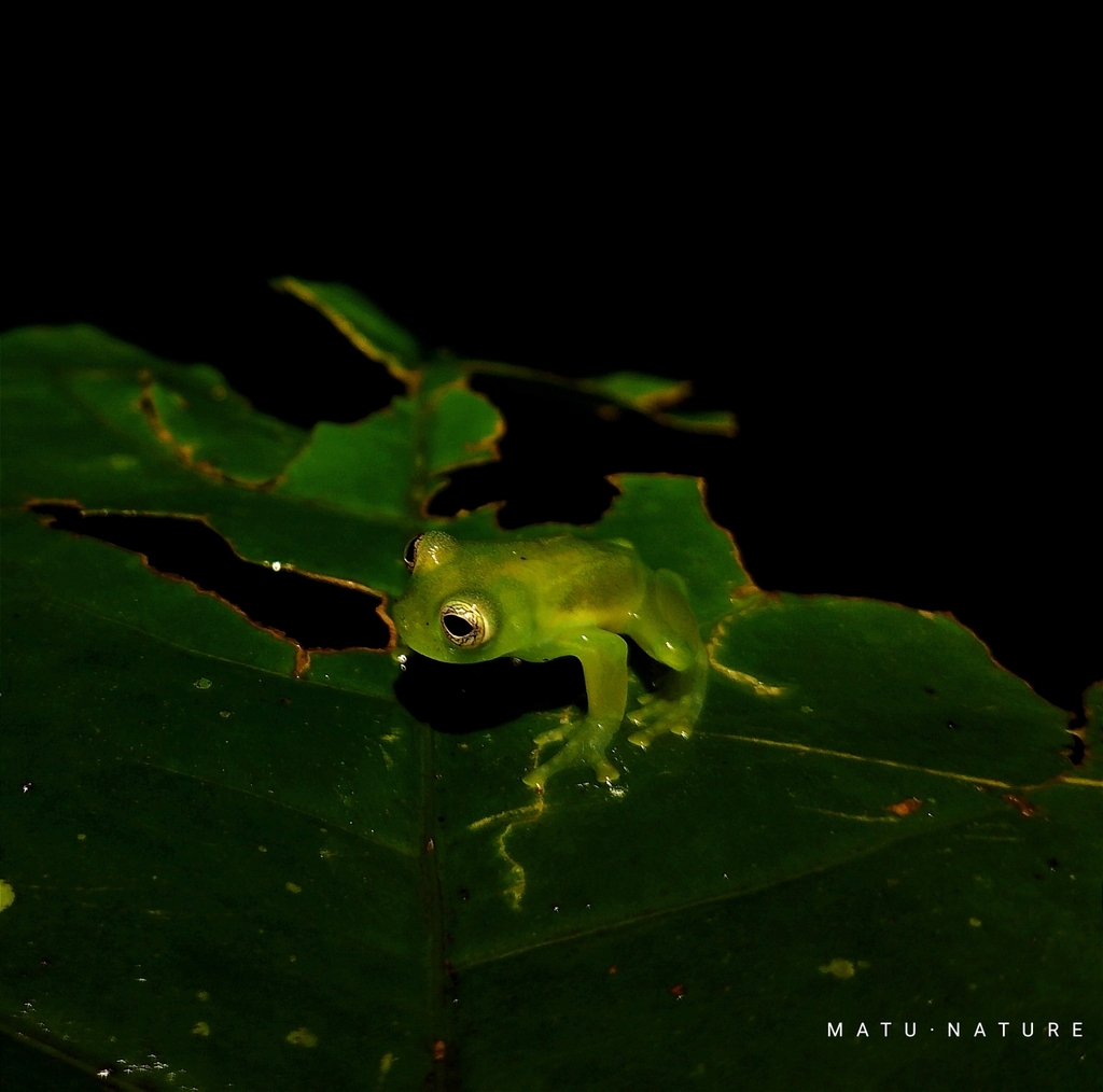 Dwarf Glass Frog from Alajuela Province, San Ramón, Costa Rica on June