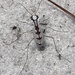 Whitish Tiger Beetle - Photo (c) Brandon Woo, all rights reserved, uploaded by Brandon Woo