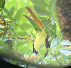 Ramphastos sulfuratus image