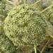 Portenschlagiella ramosissima - Photo (c) A B, todos los derechos reservados, subido por A B