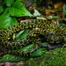 Protobothrops - Photo (c) Kenneth Chin, all rights reserved, uploaded by Kenneth Chin
