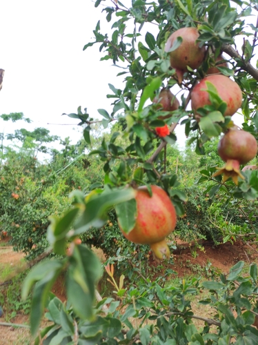 pomegranate
