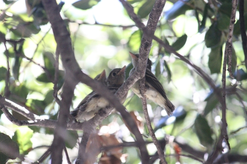 iNaturalist observation photo of Western Flycatcher
