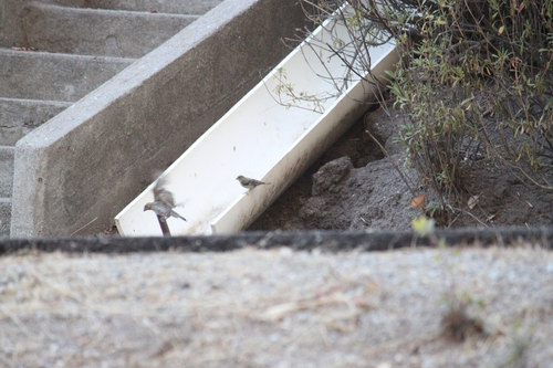 iNaturalist observation photo of Lesser Goldfinch
