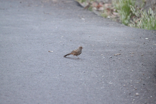 iNaturalist observation photo of California Towhee