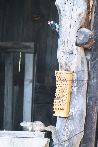 iNaturalist observation photo of Acorn Woodpecker