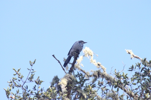 iNaturalist observation photo of California Scrub-Jay