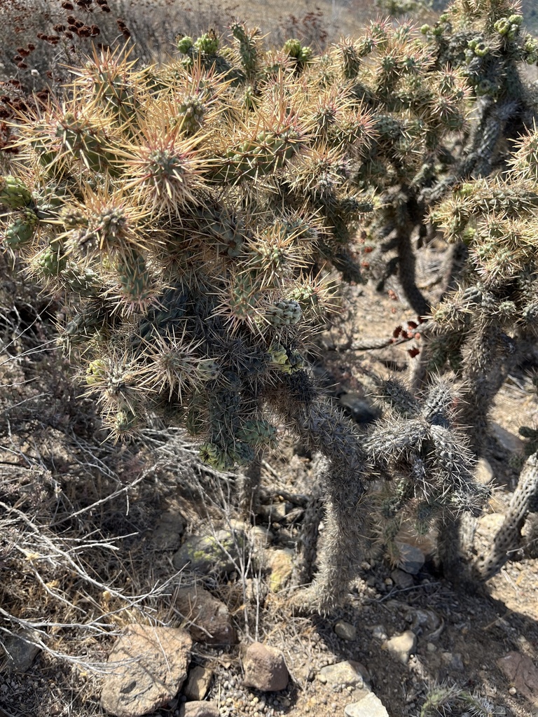 Coast Cholla from Wildwood Regional Park, Thousand Oaks, CA, US on July ...