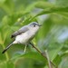 Blue-gray Gnatcatcher - Photo (c) go2nature, all rights reserved, uploaded by go2nature