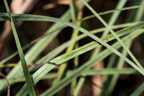 Swamp Sawgrass