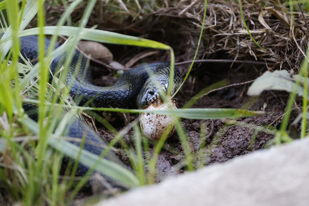 Black Kingsnake From Ruffner Mountain Nature Preserve, Birmingham, AL ...