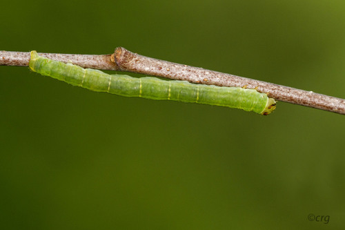 White Spring Moth