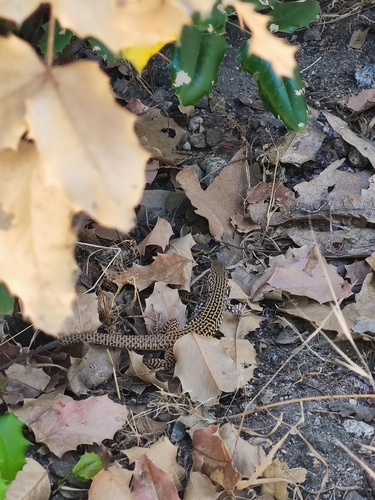 iNaturalist observation photo of Western Whiptail