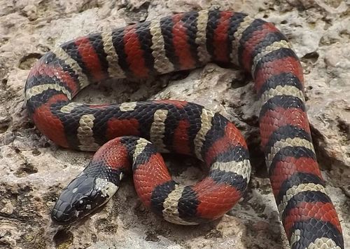 Ruthvens Kingsnake