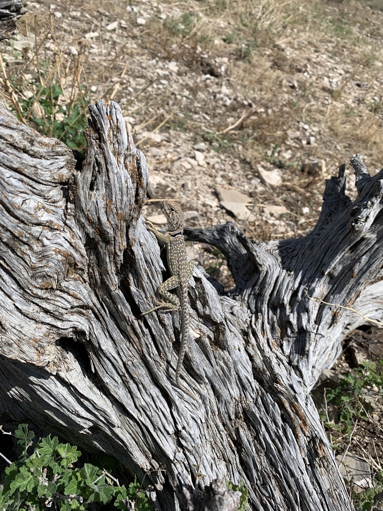 Eastern Collared Lizard from Fort Hancock, TX, US on July 07, 2022 at ...