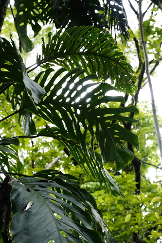 Monstera dubia (Kunth) Engl. & K.Krause