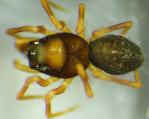 Oedothorax montifer