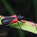 Red Triangle Long-horned Beetle - Photo (c) Thilina Hettiarachchi, all rights reserved, uploaded by Thilina Hettiarachchi