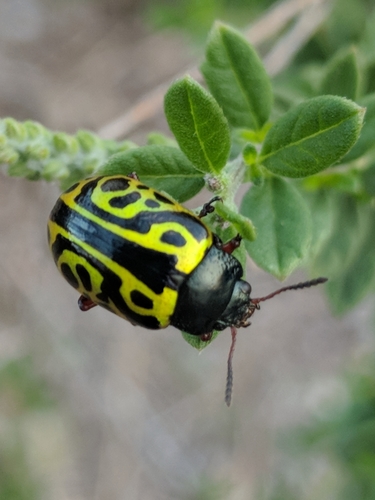 Globemallow Leaf Beetle