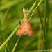 Genista Broom Moth - Photo (c) Juan Carlos Garcia Morales, all rights reserved, uploaded by Juan Carlos Garcia Morales