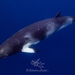 Common Minke Whale - Photo (c) Sebastien Landat, all rights reserved, uploaded by Sebastien Landat