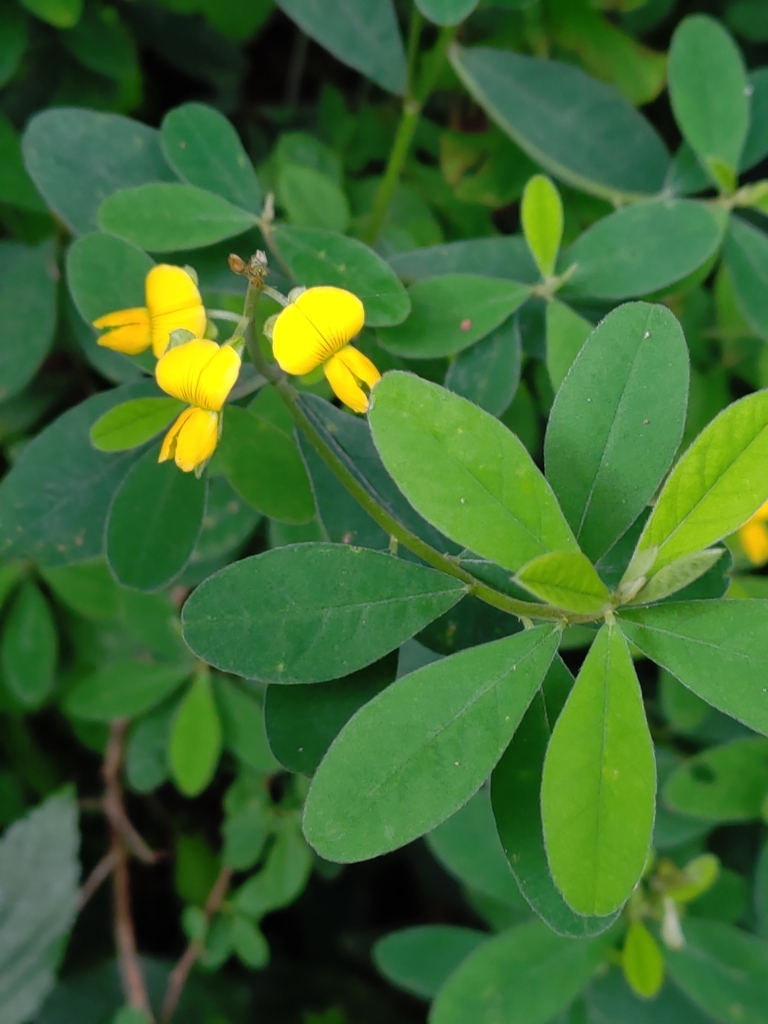 Crotalaria albida (Crotalaria albida)