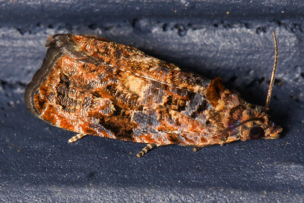 Hebesana Leafroller Moth