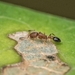 Lesser Sneaking Ant - Photo (c) awayk3n, all rights reserved, uploaded by awayk3n
