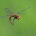 Wandering Glider - Photo (c) murali, all rights reserved, uploaded by murali