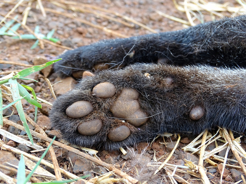 Jaguarundi