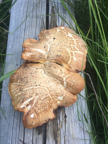 iNaturalist observation photo of Fungi Including Lichens
