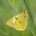 Pale Clouded Yellow - Photo (c) Vlastimil Lata, all rights reserved, uploaded by Vlastimil Lata
