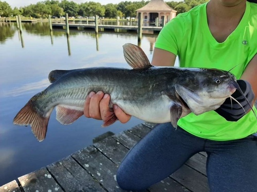 White Catfish